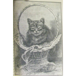 Les étrennes de minou
