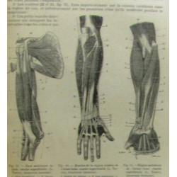 Anatomie et physiologie humaines suivies de l'etude des principaux...