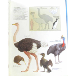Pleins feux les oiseaux