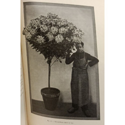 Les différentes cultures du chrysanthème - 3e édition