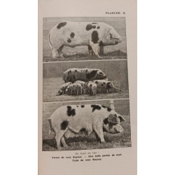 Pour élever des porcs