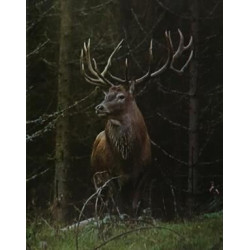 Le grand livre de la chasse - tome un et deux (avec coffret cartonné)