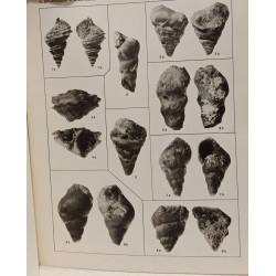 Gastéropodes du Lias inférieur et moyen du domaine atlasique...