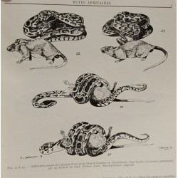 Serpents et venins, morsures et traitements - Notes africaines -...