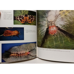 Les insectes vivants du monde