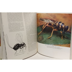 Les insectes vivants du monde