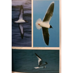 Oiseaux des océans