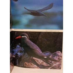 Oiseaux des océans