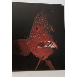 Mayotte Paradis sous-marin de la mer Rouge et de l'Océan Indien