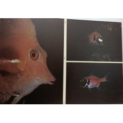 Mayotte Paradis sous-marin de la mer Rouge et de l'Océan Indien