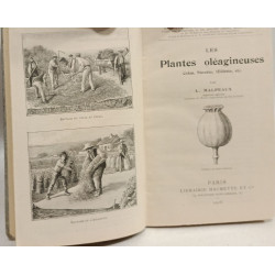 Les Plantes oléagineuses