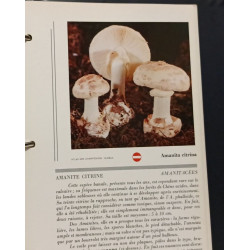 Atlas des champignons - TOME I et II