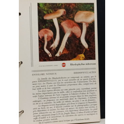 Atlas des champignons - TOME I et II