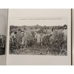 Le rhum et la canne
