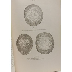 Contribution à la monographie cytologique du Lilium candidum L....