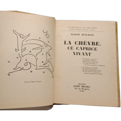 La chèvre ce caprice vivant