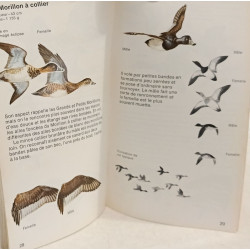Guide d'identification des oiseaux aquatiques