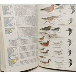 A Field Guide to the Birds + Birds of North america + The hamlin...