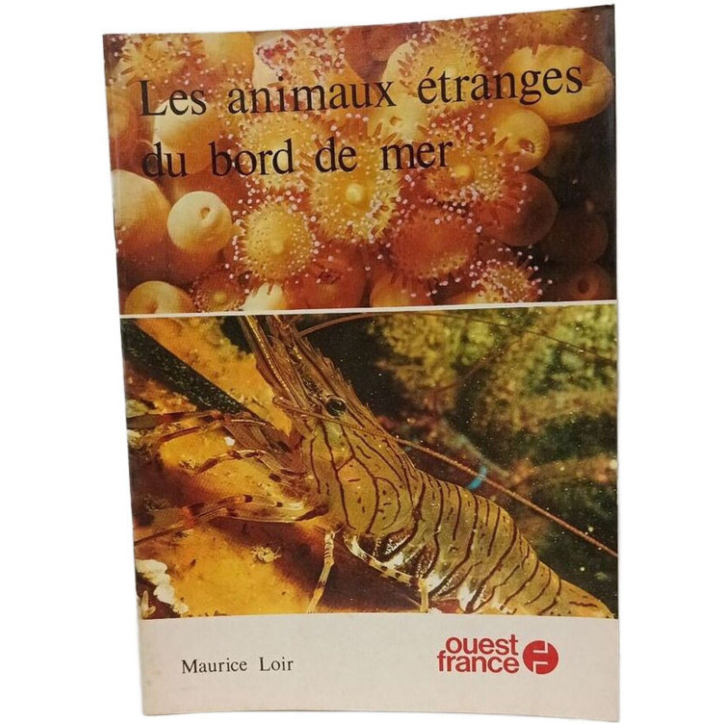 Les animaux étranges du bord de mer
