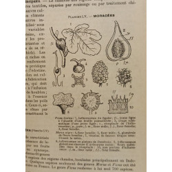 Cours de botanique générale. Organisation générale et reproduction...