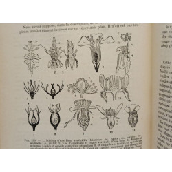 Cours de botanique générale. Organisation générale et reproduction...