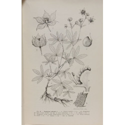 Flore générale de Belgique. Spermatophytes. Volume III - Fascicule...