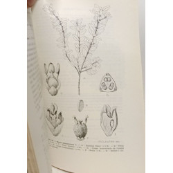 Flore générale de Belgique. Spermatophytes. Volume IV - Fascicule...