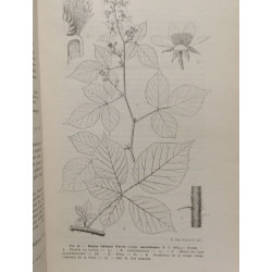 Flore générale de Belgique. Spermatophytes. Volume III - Fascicule...