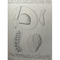 Bryophytes - VOLUME 1 fascicules 1 à 3 + VOLUME 2 fascicule I -...