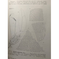 Bryophytes - VOLUME 1 fascicules 1 à 3 + VOLUME 2 fascicule I -...